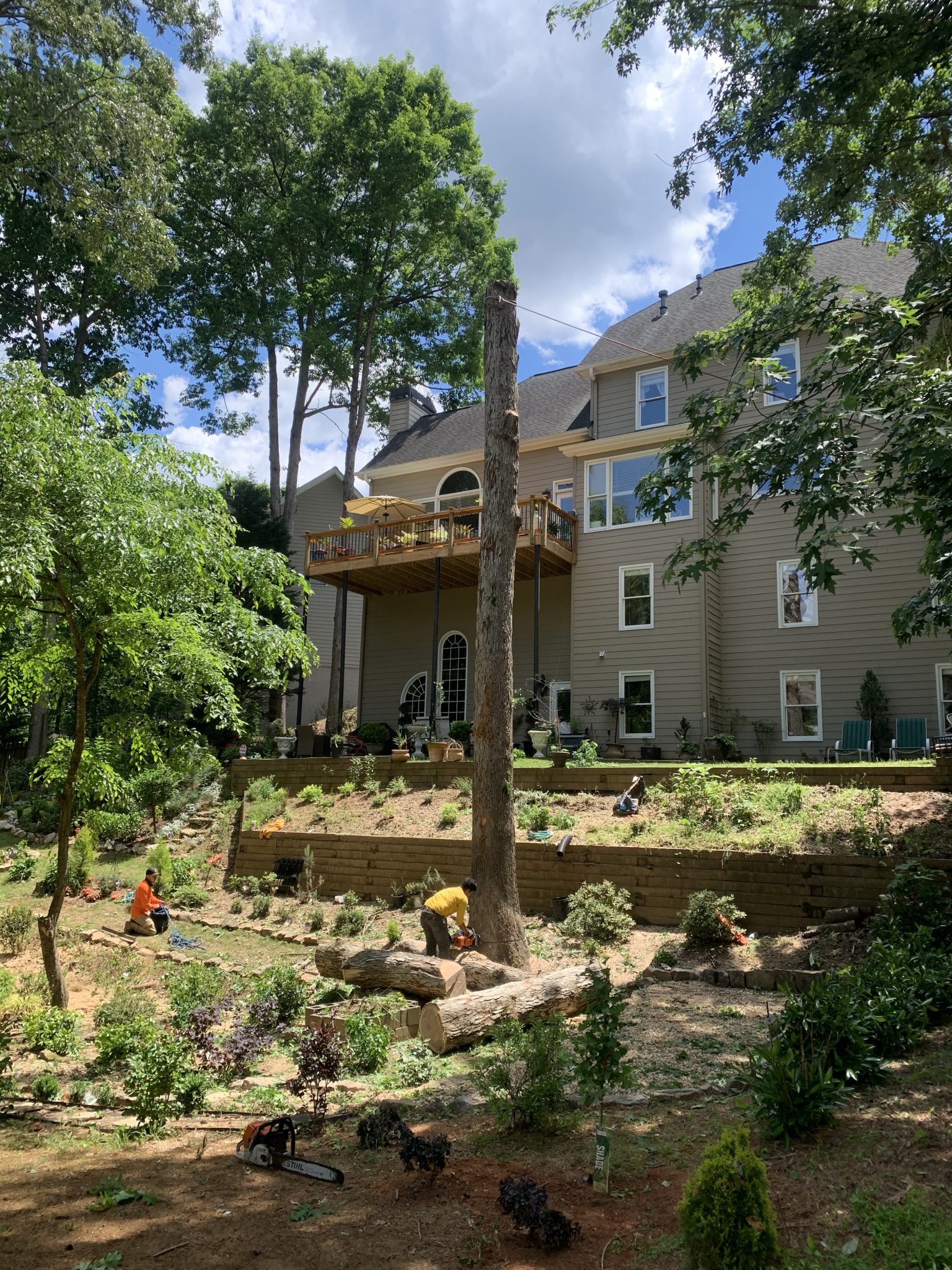 Home | Cheap & Great Tree Services